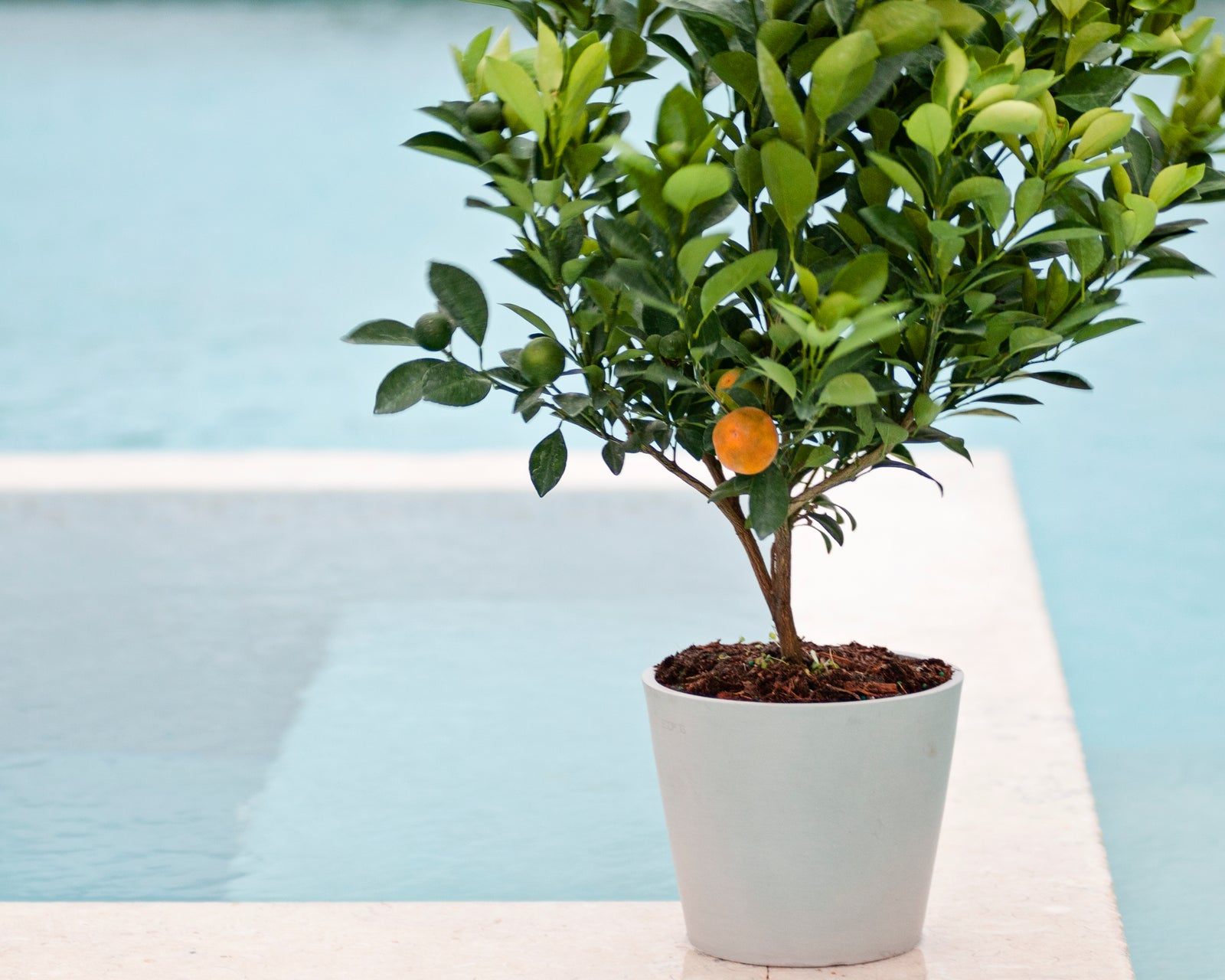 How to Water Your Indoor Citrus - Via Citrus