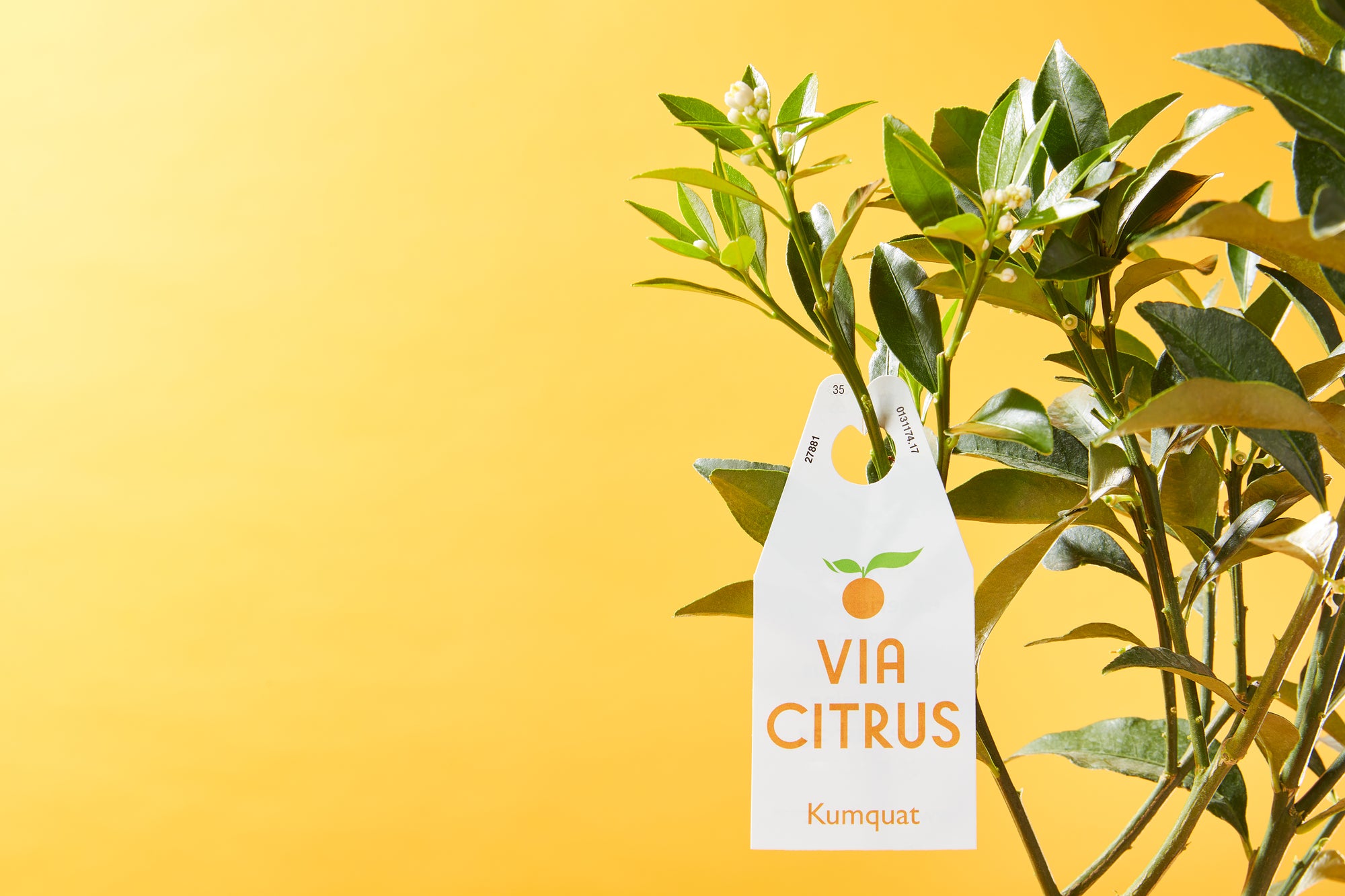 Meet the New Kumquat Tree: A Unique Addition to Your Garden