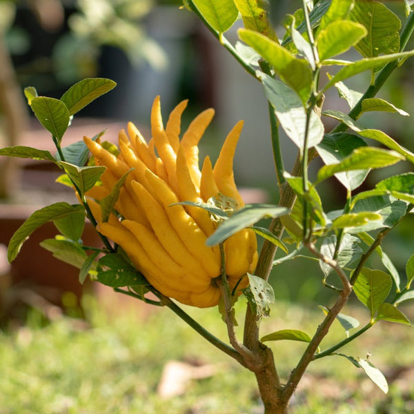 Buddha's Hand - Via Citrus